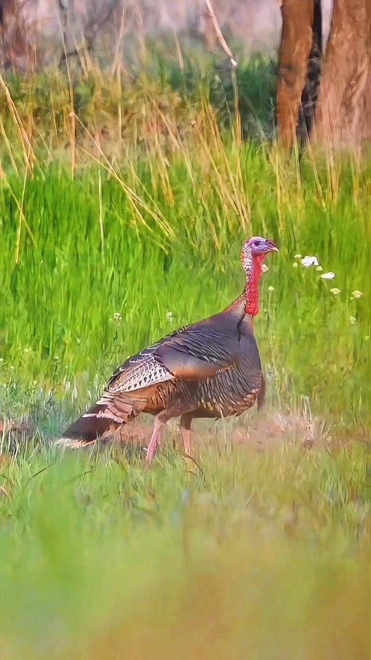 Post 7 by Devon Degenhardt 🏹🦌📸 on TikTok (video)
