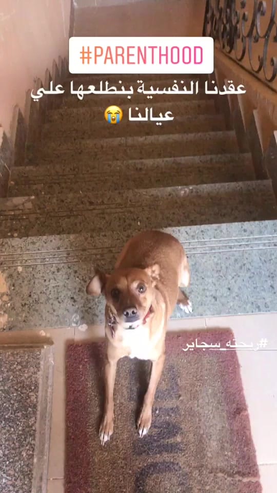 Post 6 by Karim Kamel on TikTok (video)