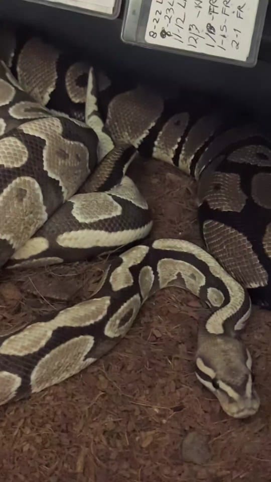 Post 8 by Constrictly Business on TikTok (video)