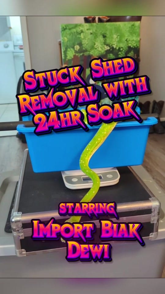 Post 5 by Constrictly Business on TikTok (video)