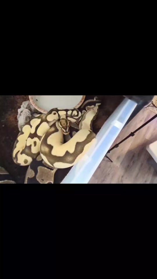 Post 7 by Constrictly Business on TikTok (video)