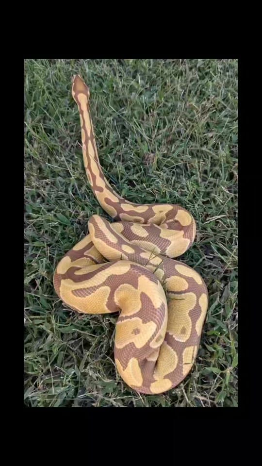 Post 2 by Constrictly Business on TikTok (video)