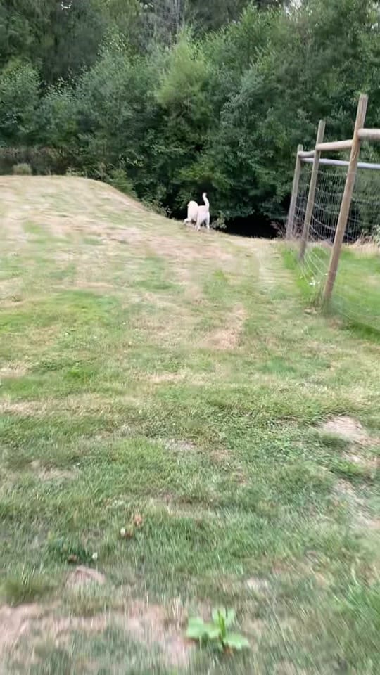 Post 8 by Cedar and Stone Farm 🇨🇦 on TikTok (video)