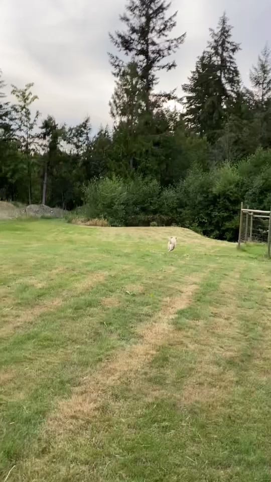 Post 10 by Cedar and Stone Farm 🇨🇦 on TikTok (video)
