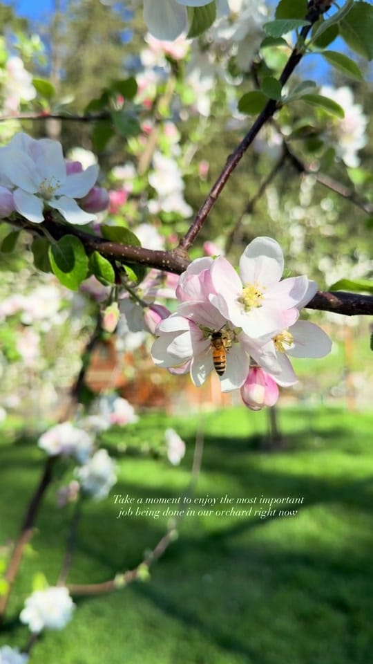 Post 5 by Cedar and Stone Farm 🇨🇦 on TikTok (video)