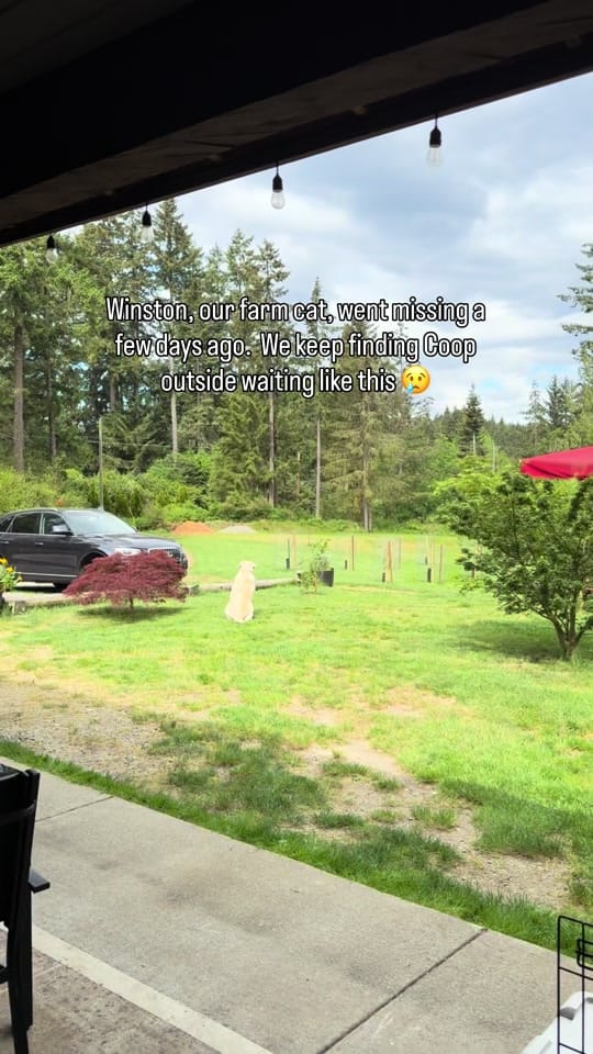 Post 3 by Cedar and Stone Farm 🇨🇦 on TikTok (video)