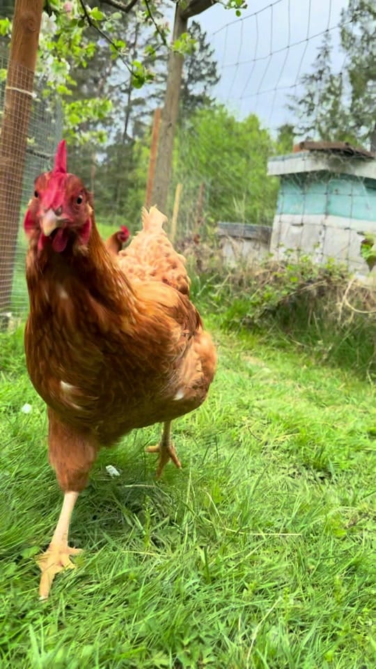 Post 6 by Cedar and Stone Farm 🇨🇦 on TikTok (video)
