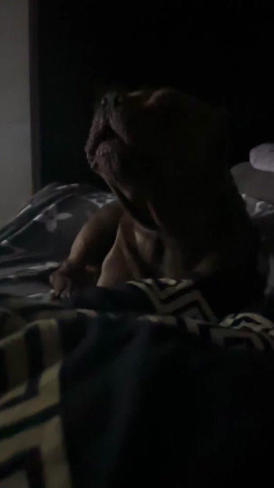 Post 3 by Iced Out Bullyz Oldenburg on TikTok (video)