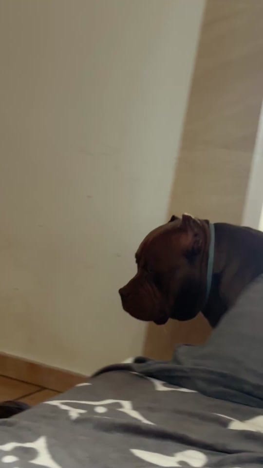Post 4 by Iced Out Bullyz Oldenburg on TikTok (video)