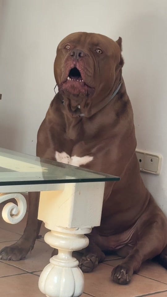 Post 1 by Iced Out Bullyz Oldenburg on TikTok (video)