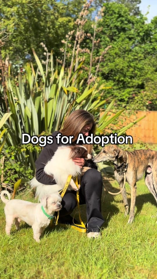 Post 8 by Al Mayya K9 Adoptions on TikTok (video)