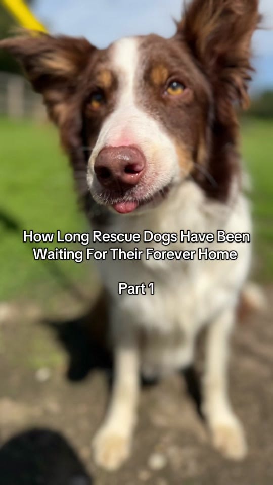 Post 1 by Al Mayya K9 Adoptions on TikTok (video)
