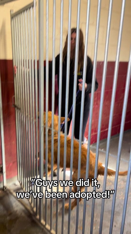 Post 10 by Al Mayya K9 Adoptions on TikTok (video)