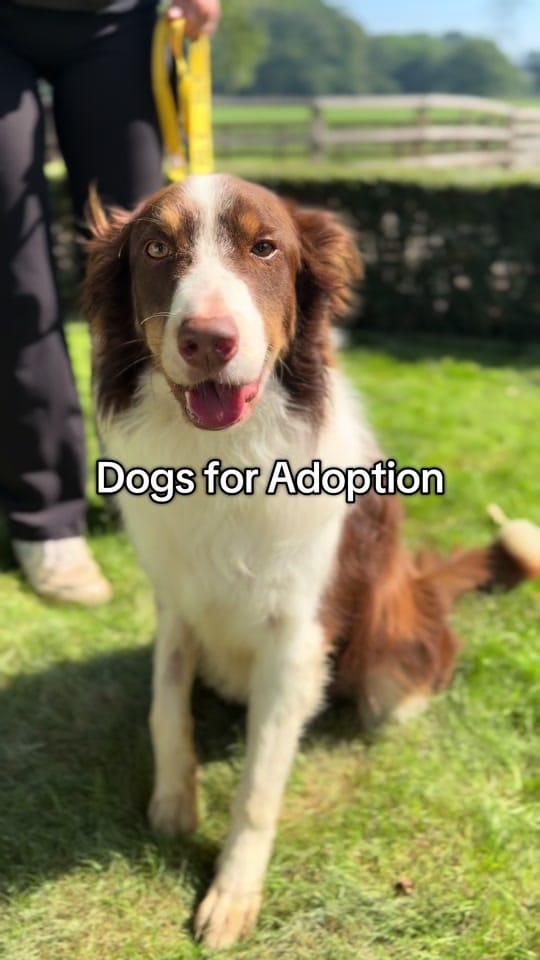 Post 6 by Al Mayya K9 Adoptions on TikTok (video)