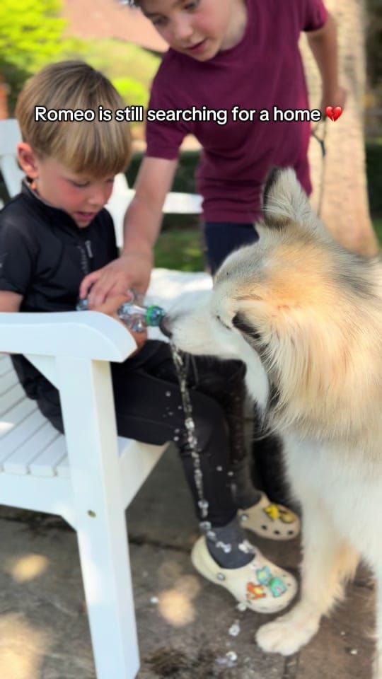 Post 5 by Al Mayya K9 Adoptions on TikTok (video)