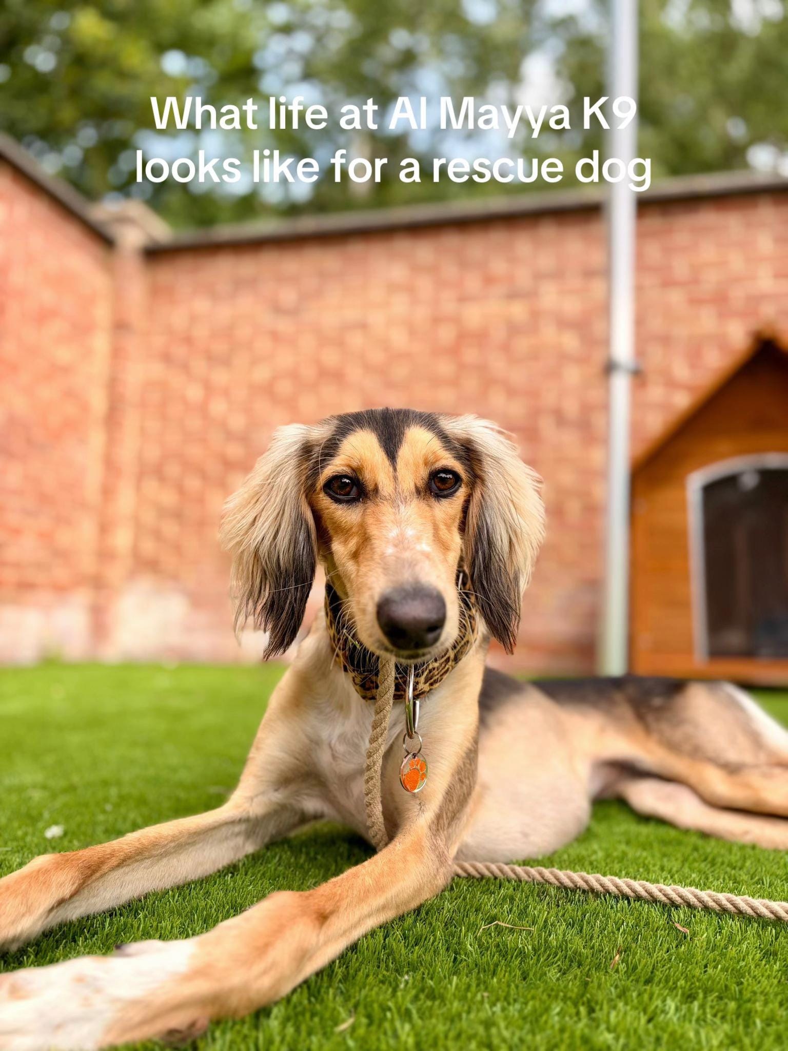 Post 2 by Al Mayya K9 Adoptions on TikTok (video)