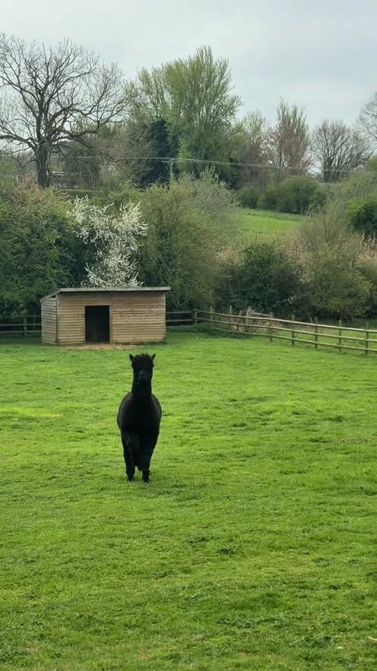Post 3 by Bridge Lake Farm & Fishery on TikTok (video)
