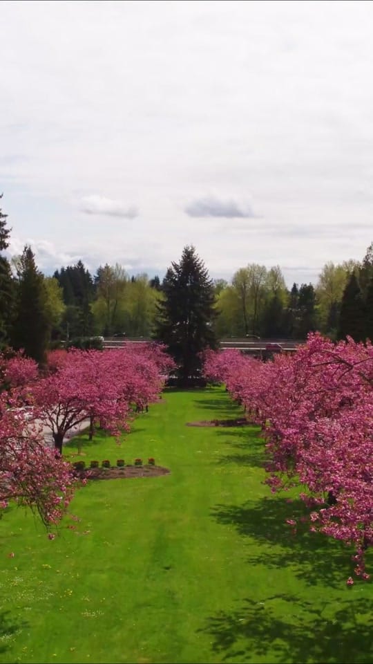 Post 6 by Maz Majidi on TikTok (video)