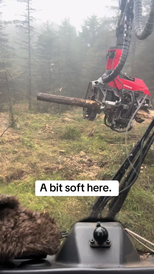 Post 8 by Jimmy Trees on TikTok (video)