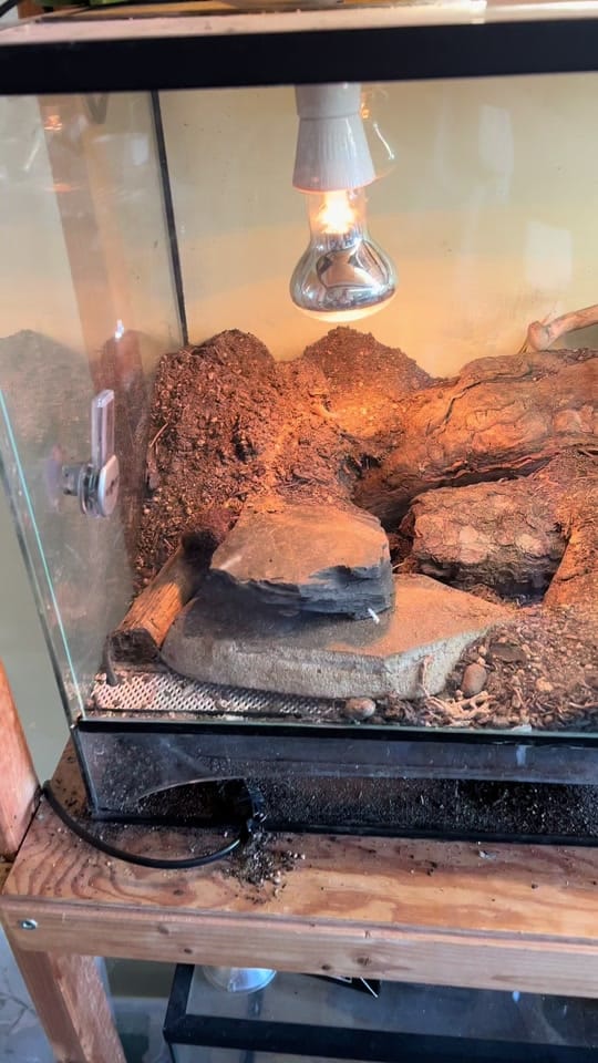 Post 6 by DH_reptiles_cz on TikTok (video)