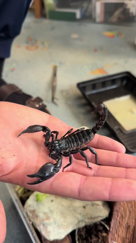 Post 7 by DH_reptiles_cz on TikTok (video)