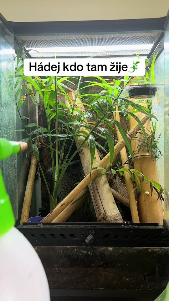Post 3 by DH_reptiles_cz on TikTok (video)