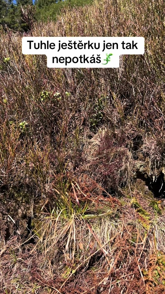 Post 4 by DH_reptiles_cz on TikTok (video)