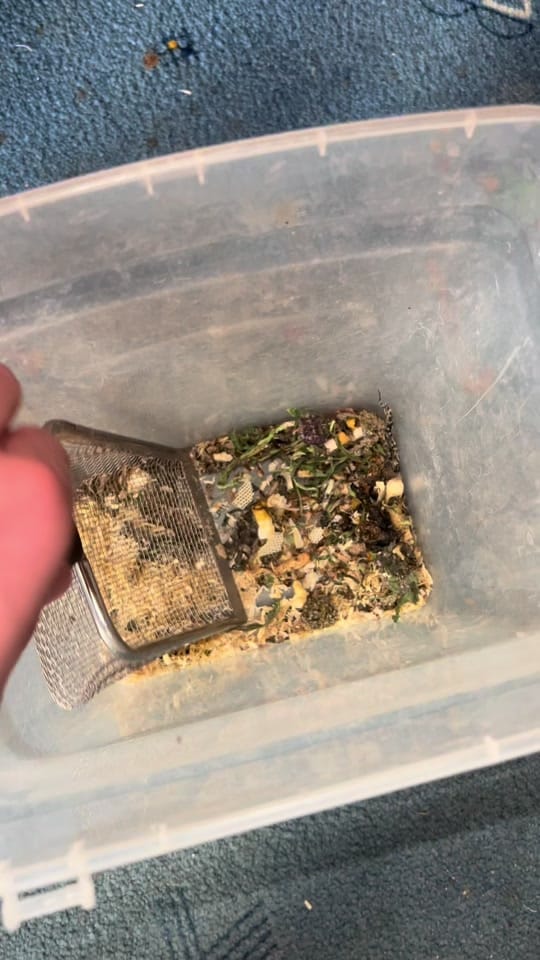 Post 2 by DH_reptiles_cz on TikTok (video)