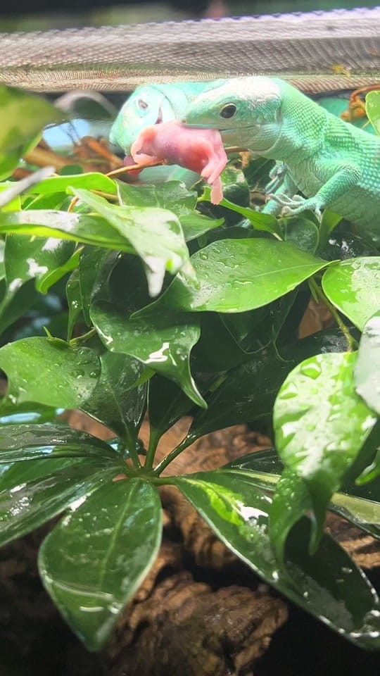 Post 9 by DH_reptiles_cz on TikTok (video)