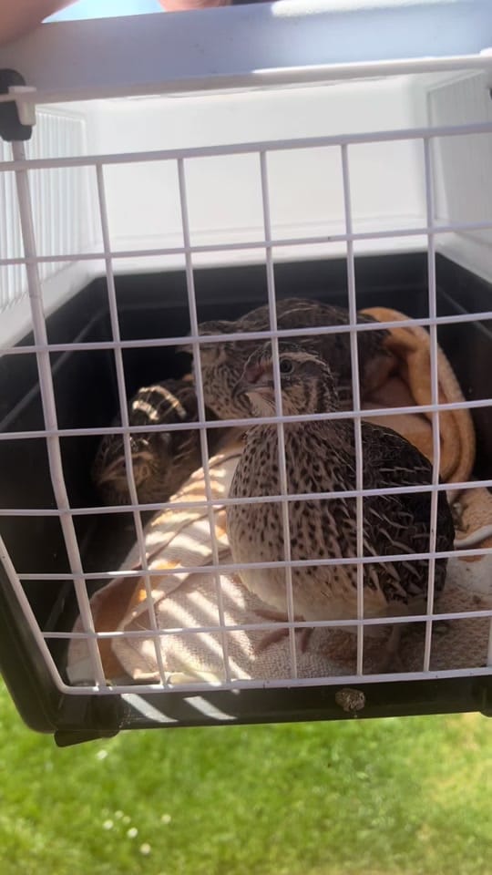 Post 8 by DH_reptiles_cz on TikTok (video)