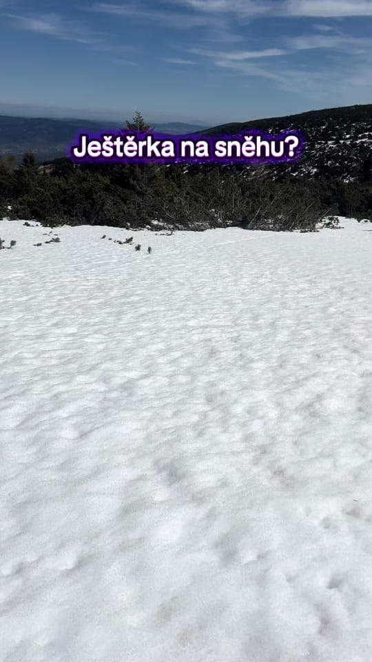 Post 10 by DH_reptiles_cz on TikTok (video)