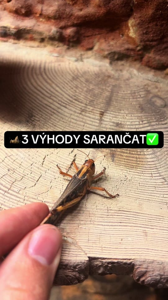 Post 5 by DH_reptiles_cz on TikTok (video)