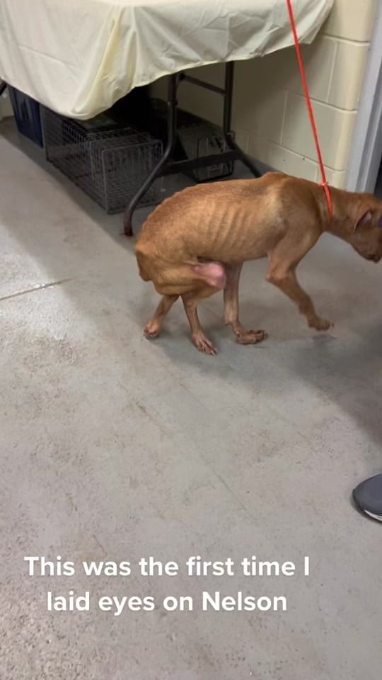Post 9 by Animal Ark Rescue on TikTok (video)