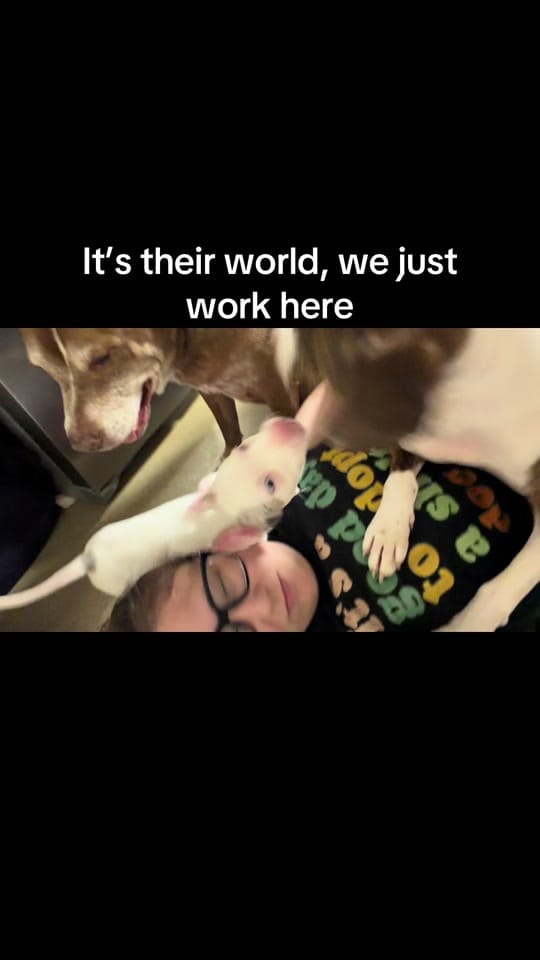 Post 5 by Animal Ark Rescue on TikTok (video)