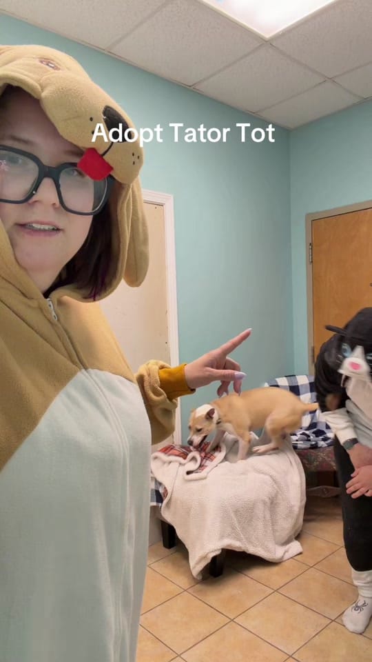 Post 6 by Animal Ark Rescue on TikTok (video)