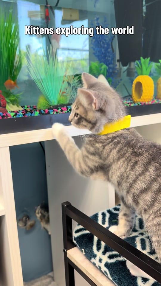 Post 2 by Animal Ark Rescue on TikTok (video)