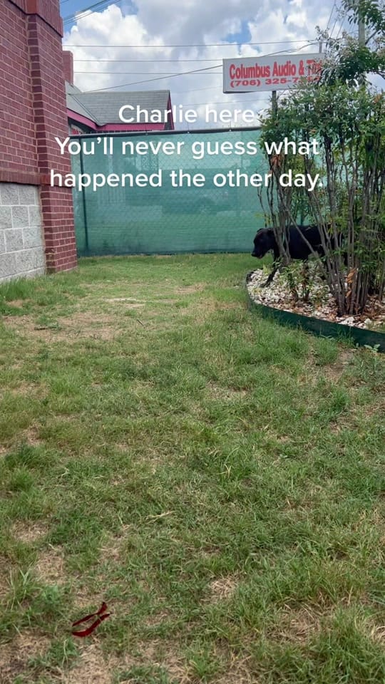 Post 10 by Animal Ark Rescue on TikTok (video)