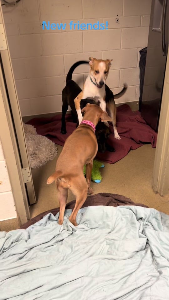 Post 4 by Animal Ark Rescue on TikTok (video)