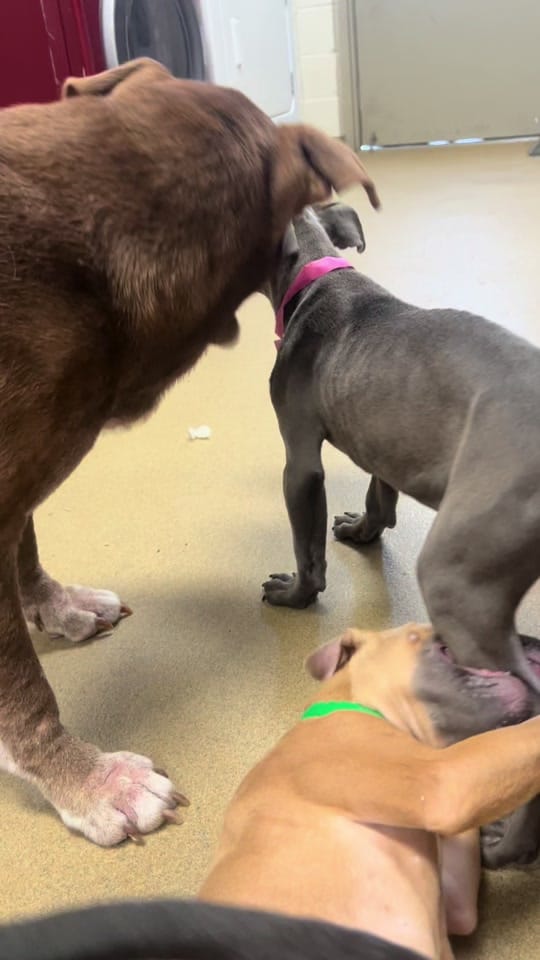 Post 8 by Animal Ark Rescue on TikTok (video)
