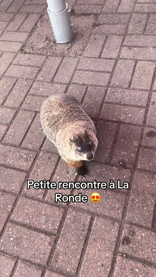 Post 8 by Les Zoukettes au Canada 🇨🇦 on TikTok (video)