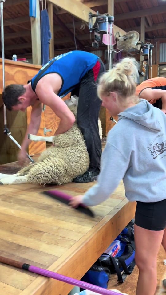 Post 5 by CAITLIN BELL on TikTok (video)