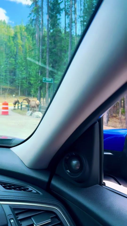 Post 1 by Saleh Ahmed 🇨🇦 on TikTok (video)