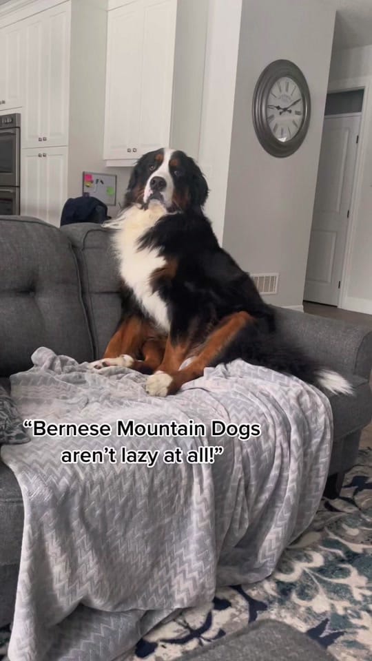 Post 10 by Whisky the Berner on TikTok (video)