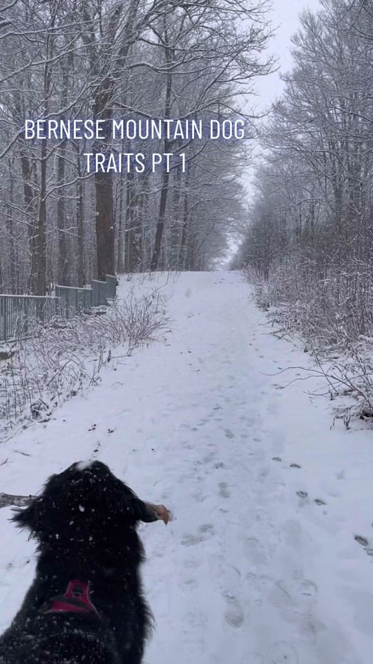 Post 9 by Whisky the Berner on TikTok (video)