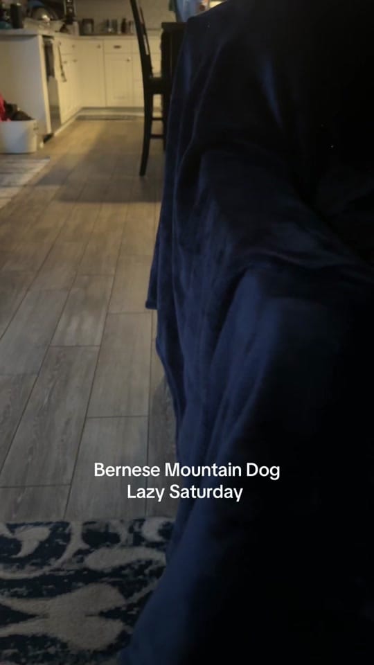 Post 6 by Whisky the Berner on TikTok (video)
