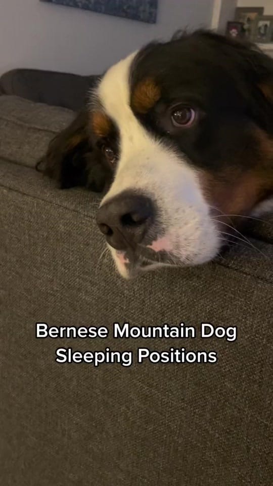 Post 8 by Whisky the Berner on TikTok (video)