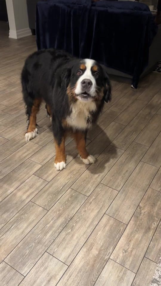 Post 5 by Whisky the Berner on TikTok (video)
