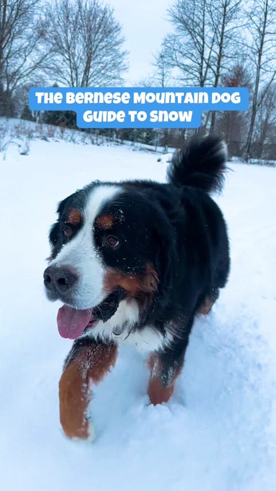 Post 4 by Whisky the Berner on TikTok (video)