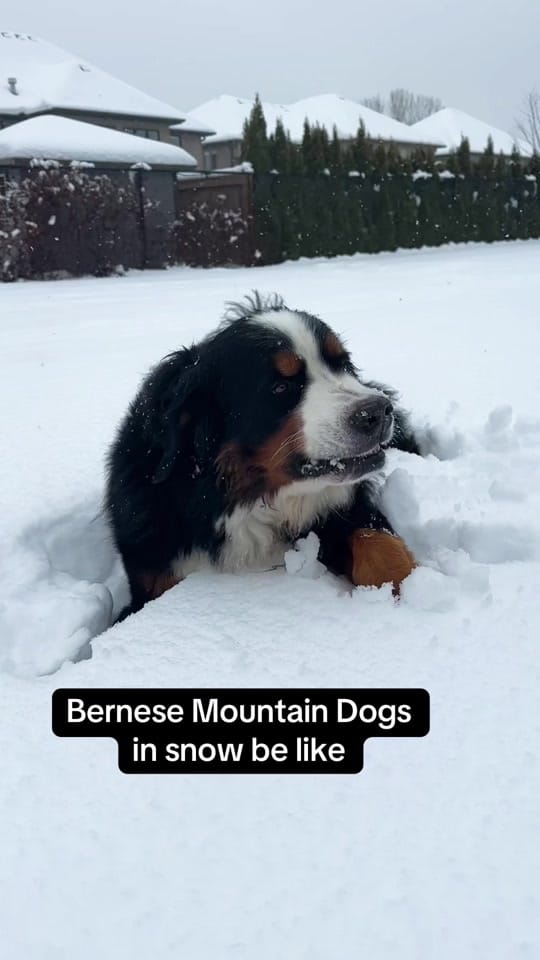 Post 3 by Whisky the Berner on TikTok (video)