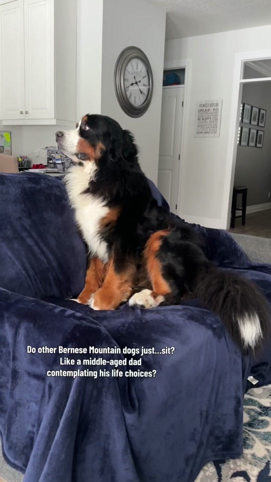 Post 1 by Whisky the Berner on TikTok (video)